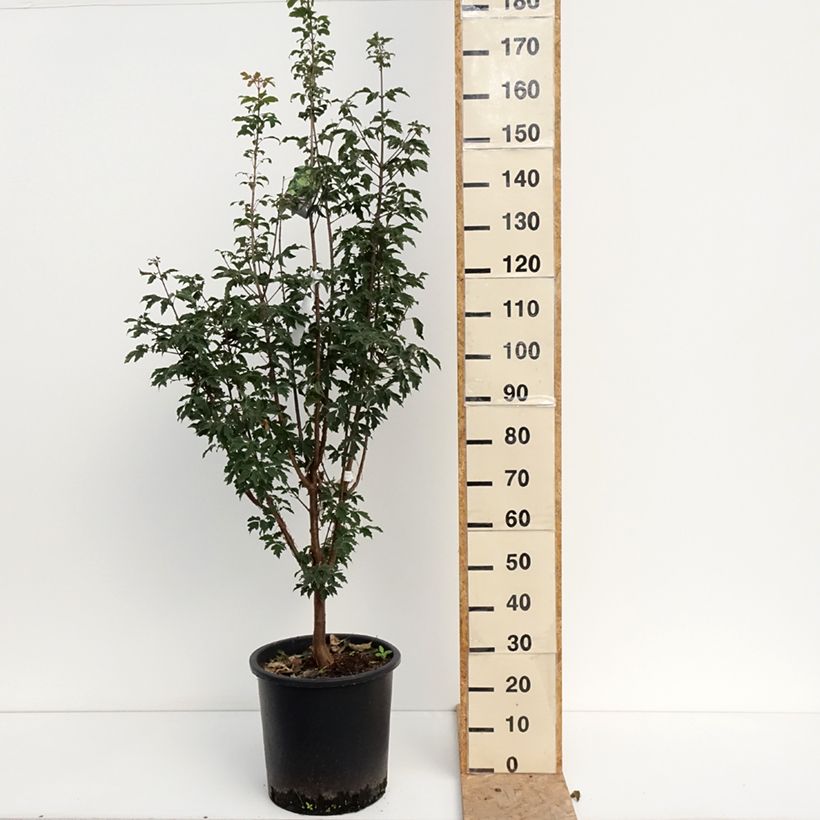 Exemplar von Zimt-Ahorn - Acer griseum Topf mit 20L/25L wie im Sommer geliefert