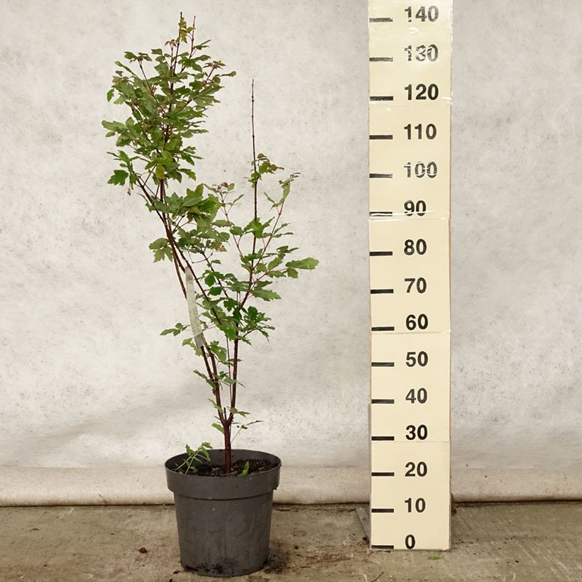 Exemplar von Zimt-Ahorn - Acer griseum Topf mit 7,5L/10L wie im Sommer geliefert