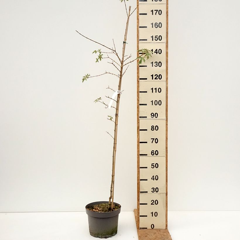 Exemplar von Feld-Ahorn Carnival - Acer campestre Topf mit 12L/15L, Stämmchen wie im Herbst geliefert