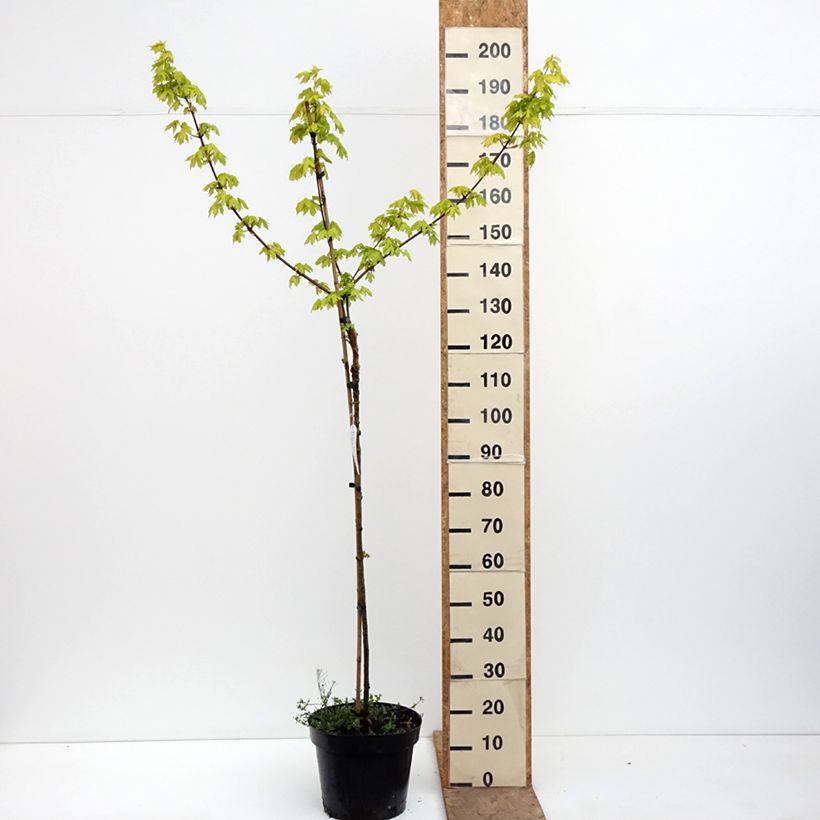 Exemplar von Feld-Ahorn Postelense - Acer campestre Topf mit 7,5L/10L, Stamm wie im Frühjahr geliefert