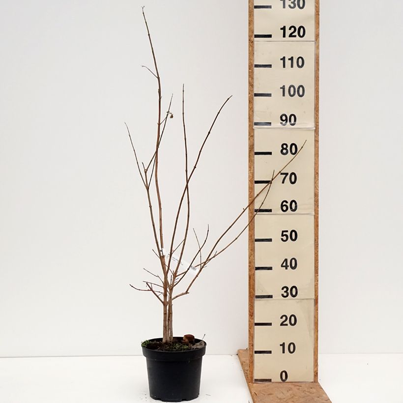 Exemplar von Feld-Ahorn - Acer campestre Topf mit 4L/5L wie im Herbst geliefert
