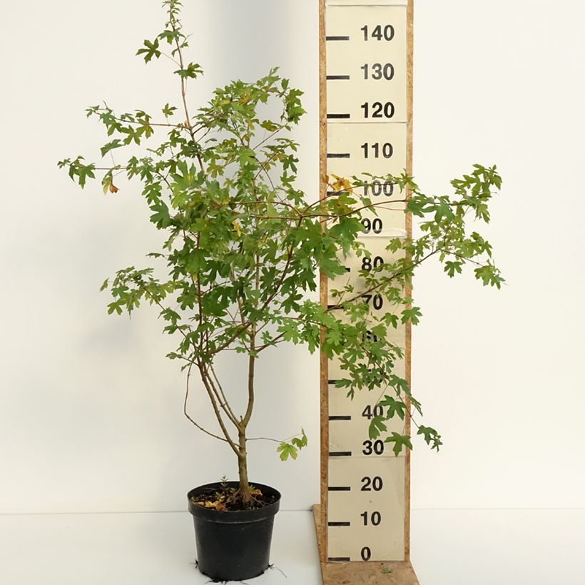Exemplar von Feld-Ahorn - Acer campestre Topf mit 4L/5L wie im Sommer geliefert
