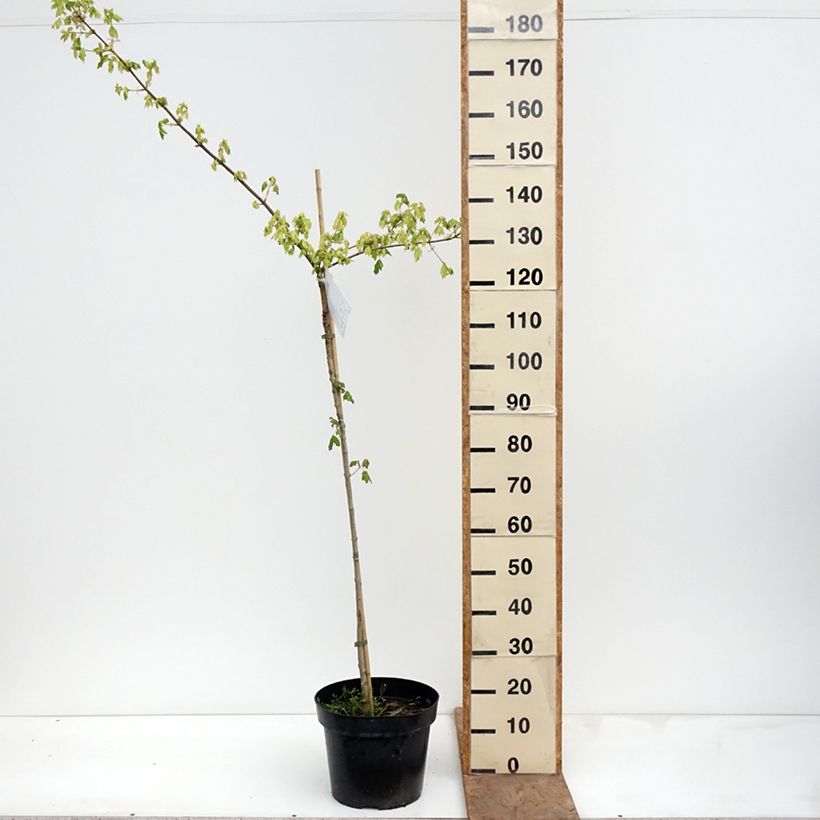 Exemplar von Feld-Ahorn - Acer campestre Pulverulentum Topf mit 7,5L/10L, Stamm wie im Frühjahr geliefert