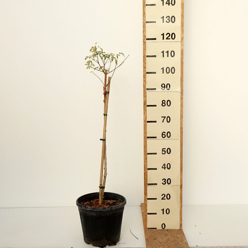 Exemplar von Feld-Ahorn  Silver Celebration - Acer campestre Topf mit 7,5L/10L wie im Herbst geliefert