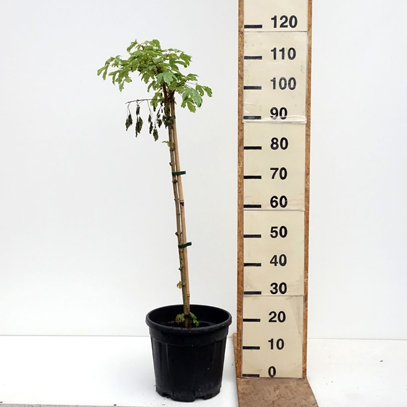 Exemplar von Feld-Ahorn  Silver Celebration - Acer campestre Topf mit 7,5L/10L, Stamm wie im Frühjahr geliefert