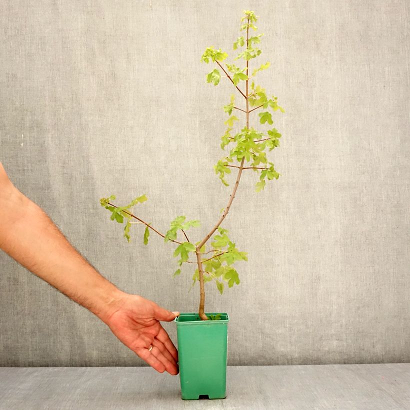 Exemplar von Dreilappiger Ahorn - Acer monspessulanum Topf 10 cm/11cm wie im Sommer geliefert
