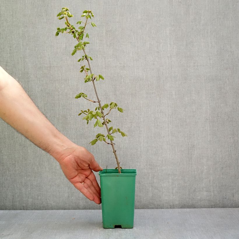 Exemplar von Dreilappiger Ahorn - Acer monspessulanum Topf 10 cm/11cm wie im Frühjahr geliefert