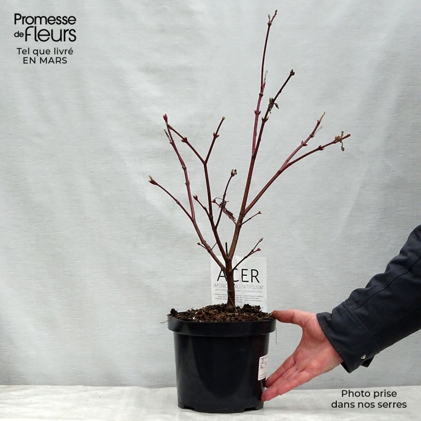 Exemplar von Japanischer Ahorn Aconitifolium - Acer japonicum Topf mit 4L/5L wie im Frühjahr geliefert