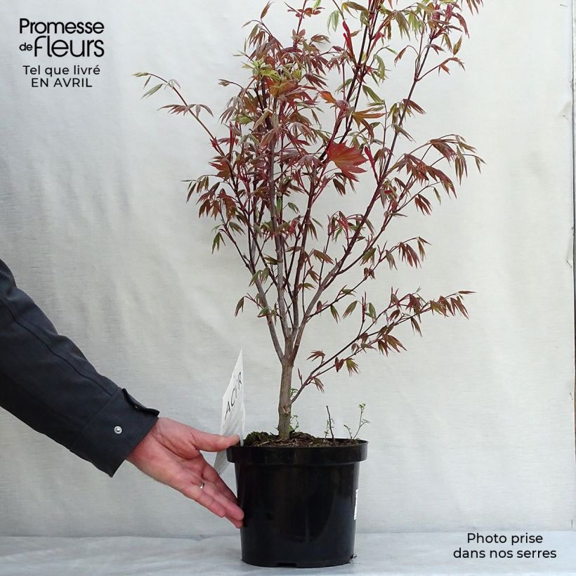 Exemplar von Fächerahorn Atropurpureum - Acer palmatum Topf mit 2L/3L wie im Frühjahr geliefert