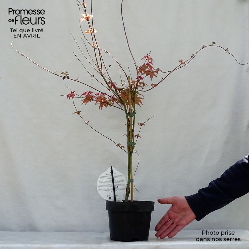 Exemplar von Fächerahorn Deshojo - Acer palmatum Topf mit 4L/5L wie im Frühjahr geliefert