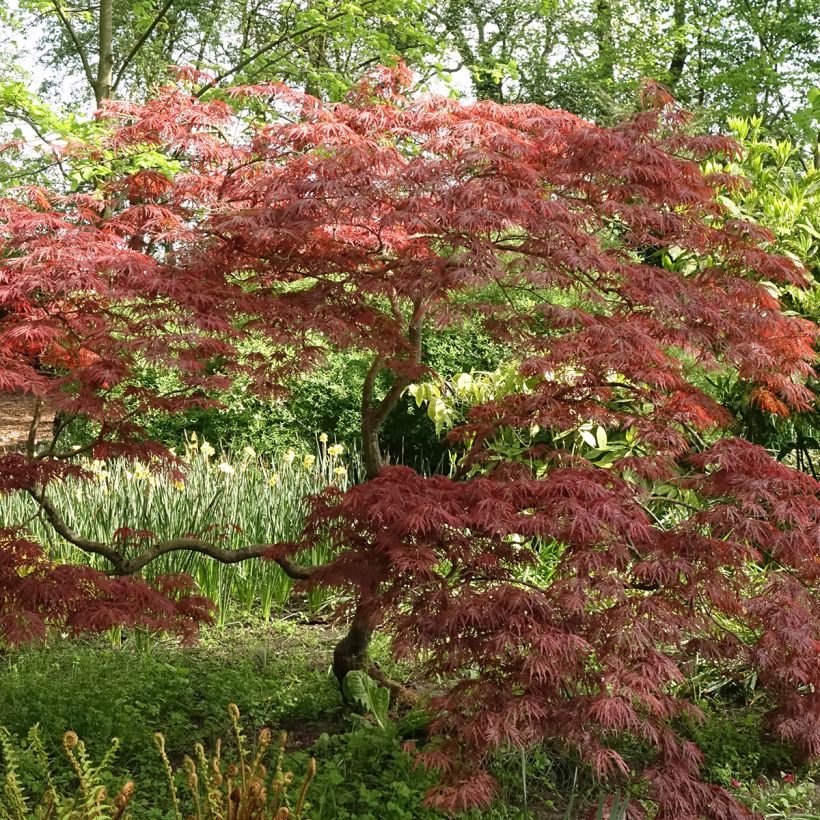 Fächerahorn Dissectum Garnet - Acer palmatum (Hafen)
