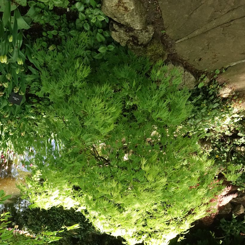 Fächerahorn Dissectum Viridis - Acer palmatum (Hafen)