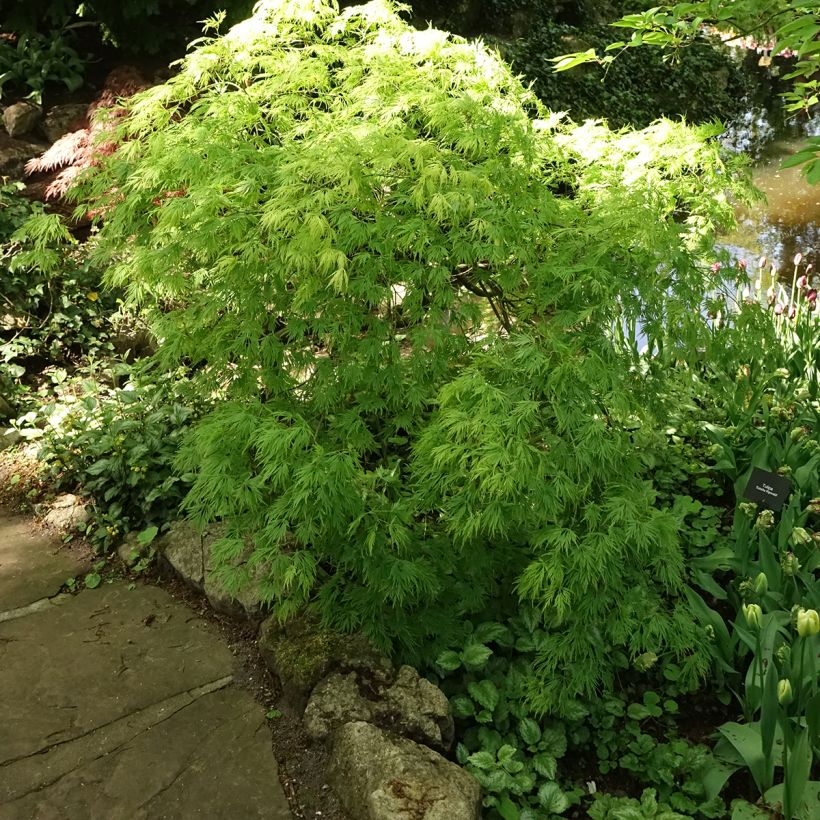 Fächerahorn Dissectum Viridis - Acer palmatum (Hafen)