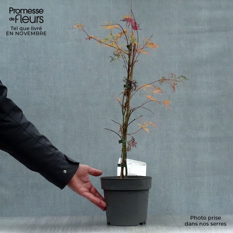 Exemplar von Fächerahorn Emerald Lace - Acer palmatum Topf mit 7,5L/10L wie im Herbst geliefert