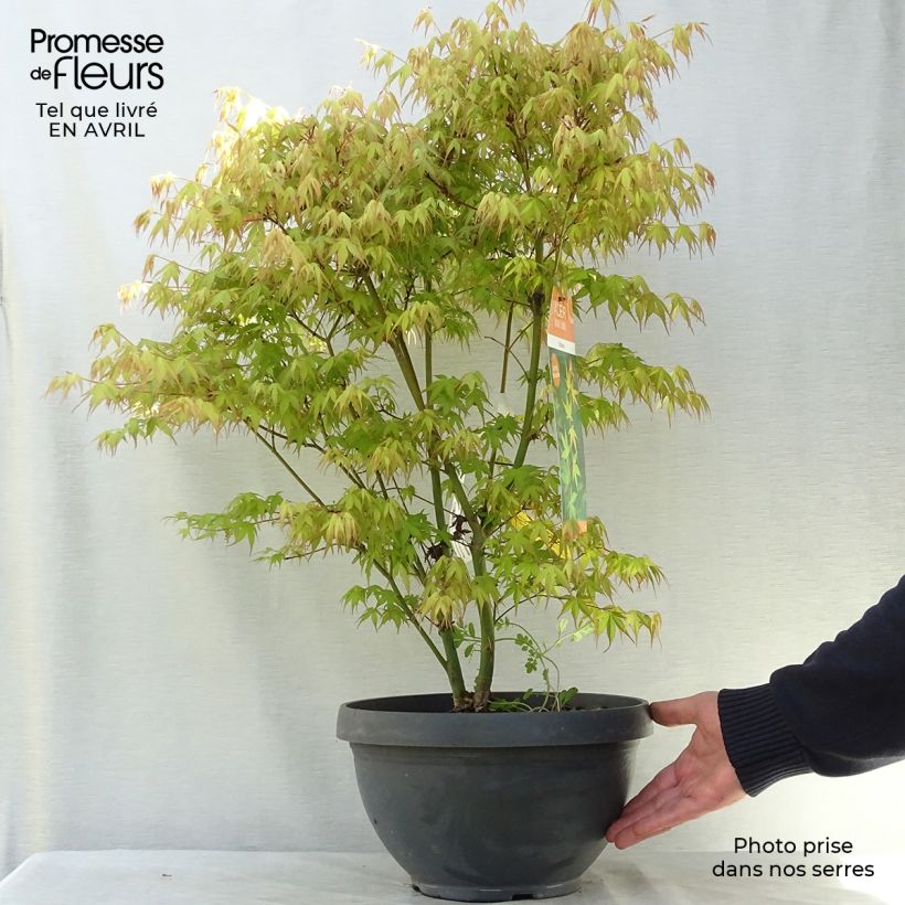 Exemplar von Fächerahorn Katsura - Acer palmatum Becher 7,5L / 10L wie im Frühjahr geliefert