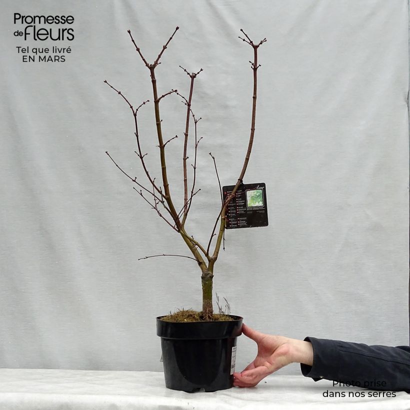 Exemplar von Fächerahorn Osakazuki - Acer palmatum Topf mit 3L/4L wie im Frühjahr geliefert