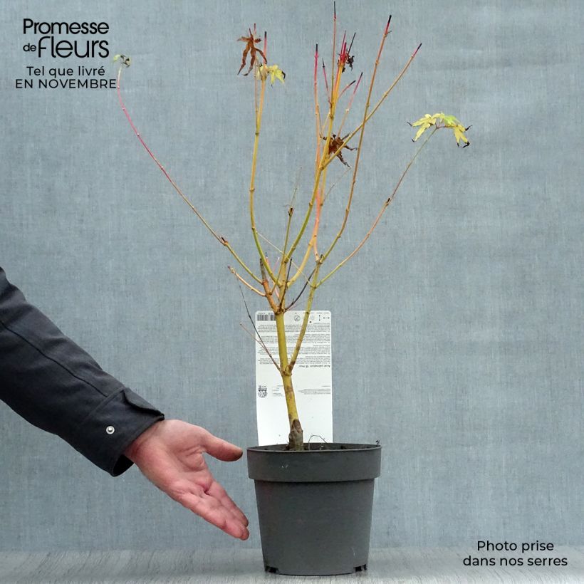 Exemplar von Fächerahorn Bi Hoo - Acer palmatum Topf mit 2L/3L wie im Herbst geliefert