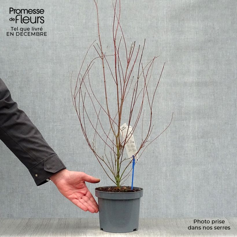 Exemplar von Acer palmatum Phoenix - Fächerahorn Topf mit 2L/3L wie im Winter geliefert