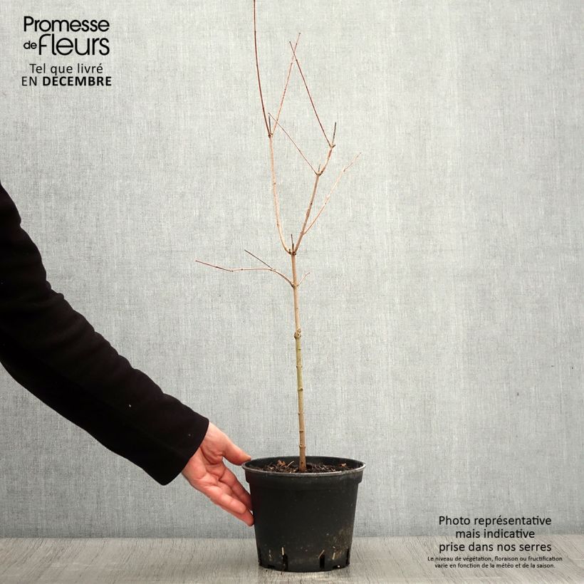 Exemplar von Feuer-Ahorn - Acer tataricum subsp. ginnala Topf mit 2L/3L wie im Herbst geliefert