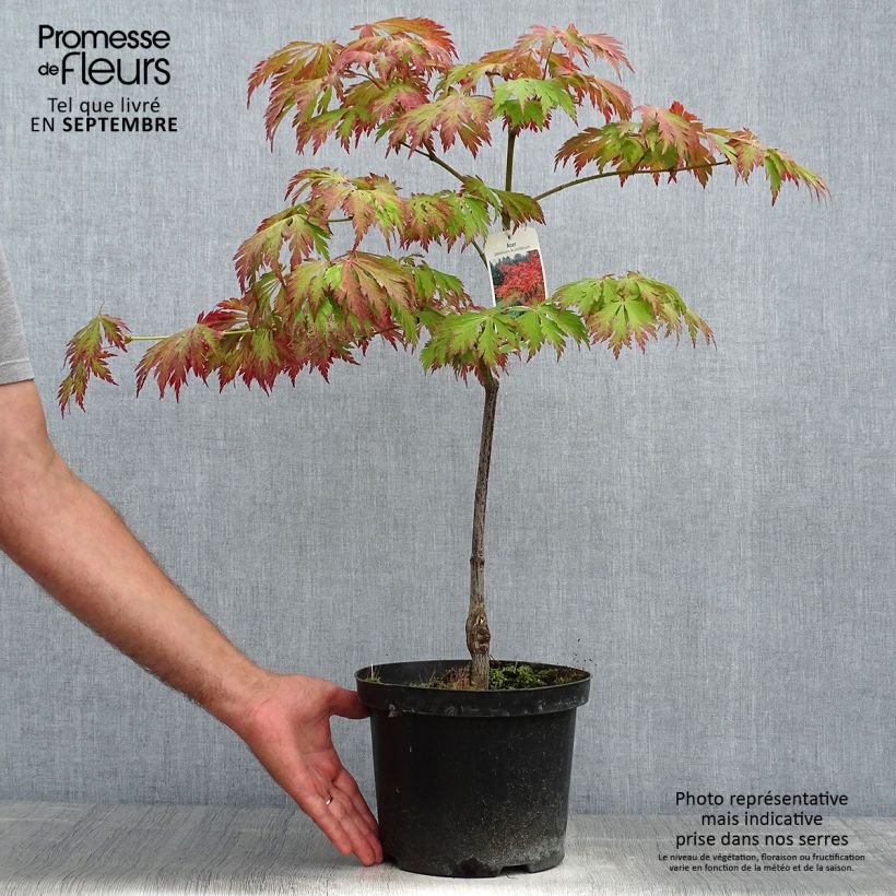 Exemplar von Japanischer Ahorn Aconitifolium - Acer japonicum Topf mit 4L/5L wie im Herbst geliefert