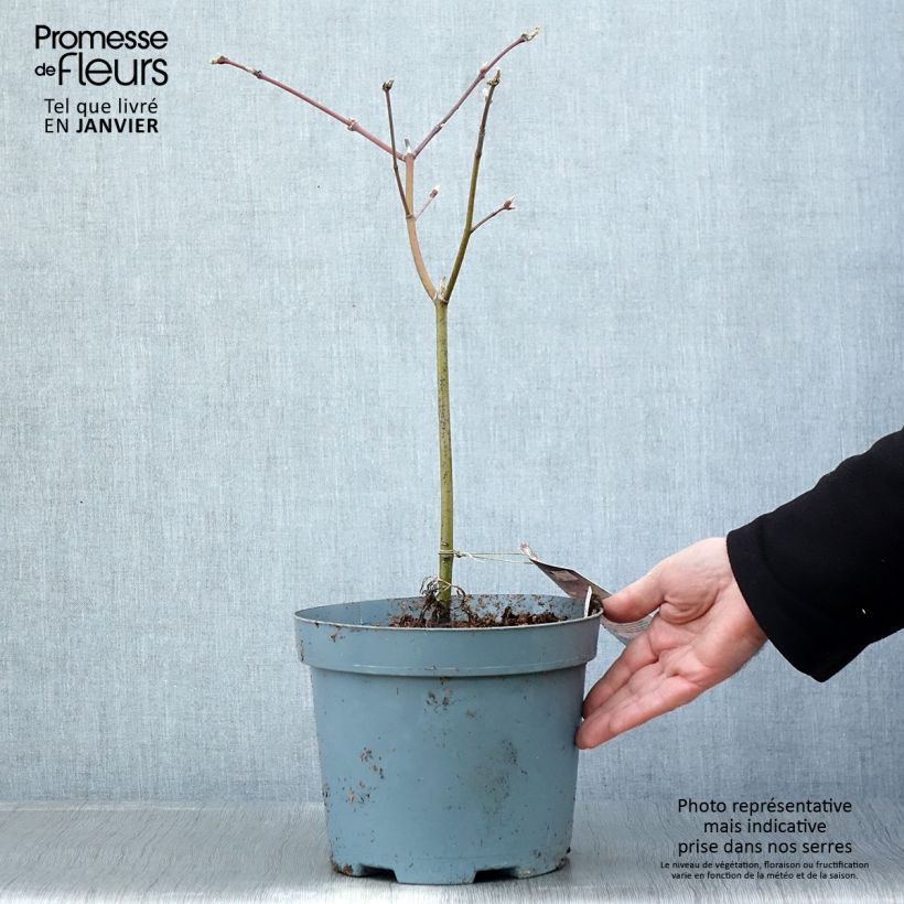 Exemplar von Japanischer Ahorn Aconitifolium - Acer japonicum Topf mit 4L/5L wie im Winter geliefert