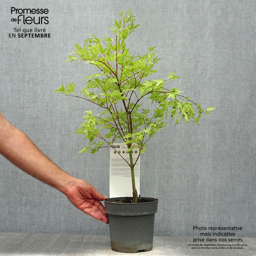 Exemplar von Fächerahorn Anne Irene - Acer palmatum Topf mit 2L/3L wie im Herbst geliefert