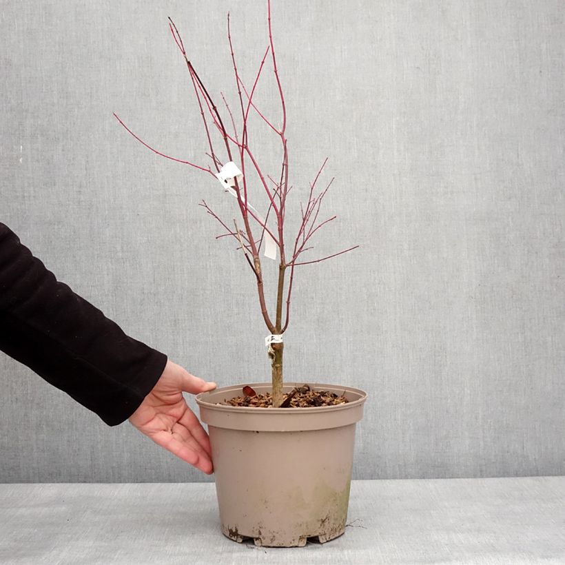 Exemplar von Fächerahorn Asahi Zuru - Acer palmatum Topf mit 4L/5L wie im Winter geliefert