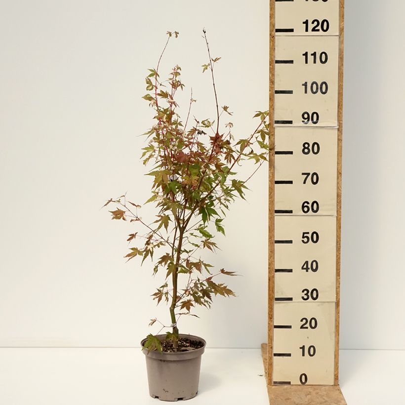 Exemplar von Fächerahorn Asahi Zuru - Acer palmatum Topf mit 4L/5L wie im Sommer geliefert