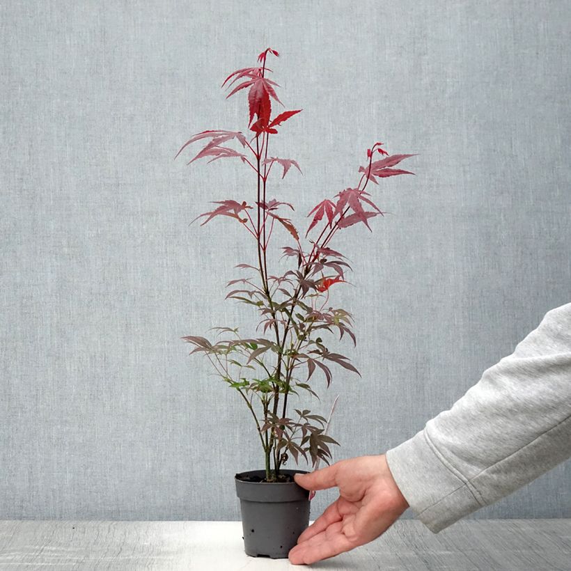 Exemplar von Fächerahorn Atropurpureum - Acer palmatum Topf 10 cm/11cm wie im Sommer geliefert