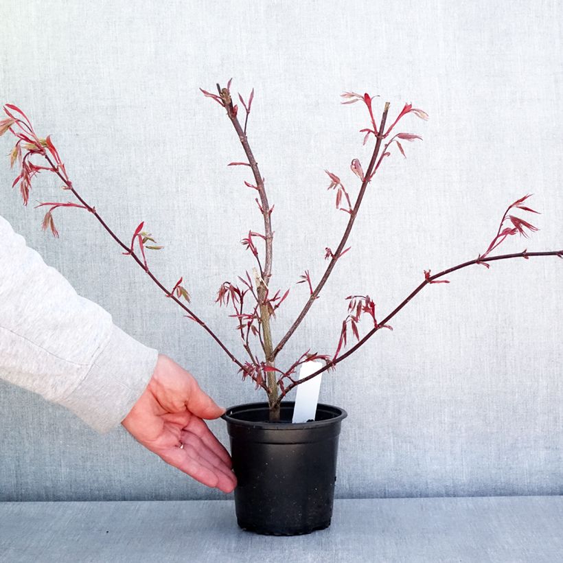Exemplar von Fächerahorn Atropurpureum - Acer palmatum Topf 10 cm/11cm wie im Frühjahr geliefert