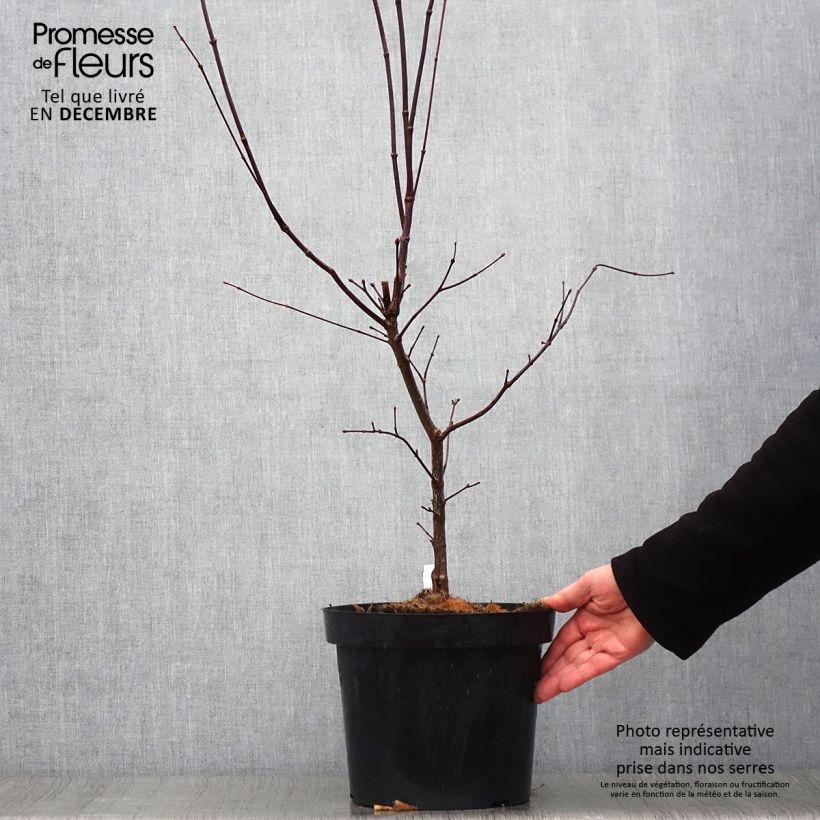 Exemplar von Fächerahorn Atropurpureum - Acer palmatum Topf mit 4L/5L wie im Herbst geliefert