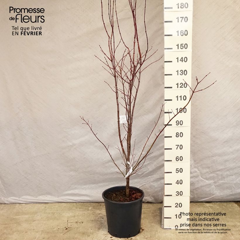 Exemplar von Fächerahorn Atropurpureum - Acer palmatum Topf mit 20L/25L wie im Winter geliefert