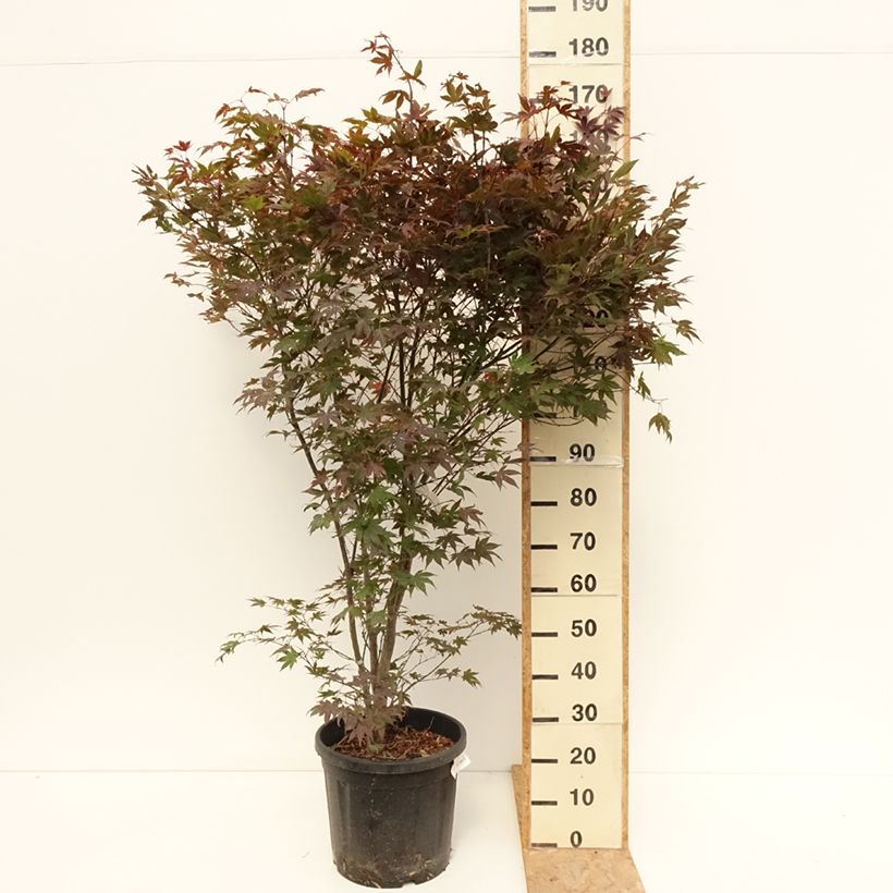 Exemplar von Fächerahorn Atropurpureum - Acer palmatum Topf mit 20L/25L wie im Sommer geliefert
