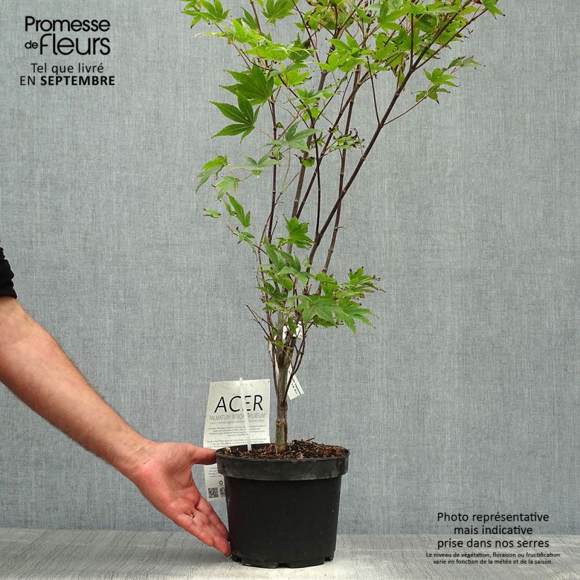 Exemplar von Fächerahorn Atropurpureum - Acer palmatum Topf mit 2L/3L wie im Herbst geliefert
