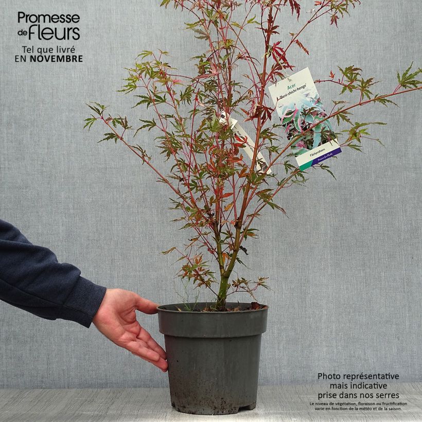 Exemplar von Fächerahorn Beni Shichihenge - Acer palmatum Topf mit 3L/4L wie im Herbst geliefert