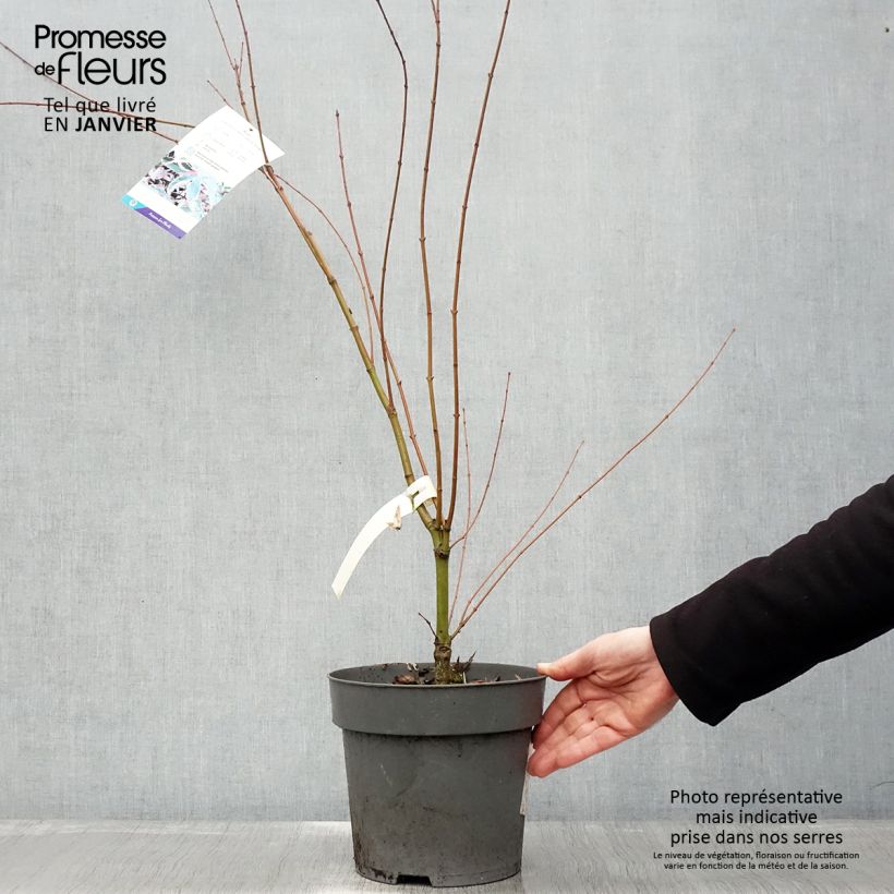 Exemplar von Fächerahorn Beni Shichihenge - Acer palmatum Topf mit 3L/4L wie im Winter geliefert