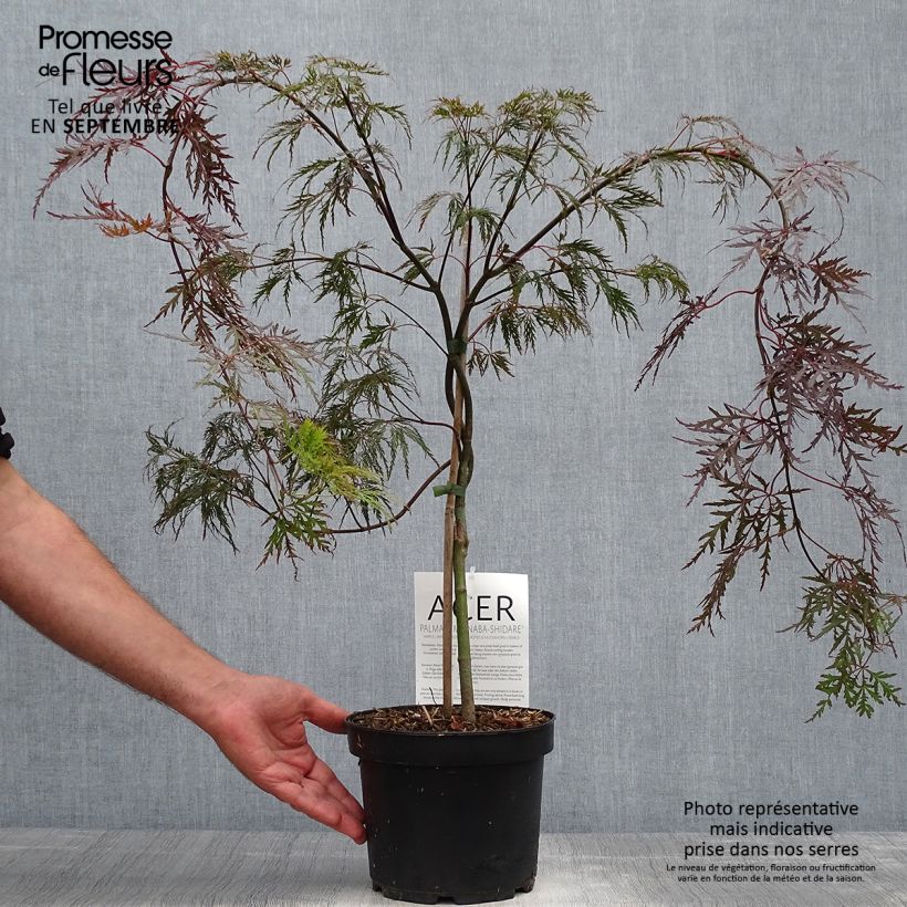 Exemplar von Fächerahorn Bloodgood - Acer palmatum Topf mit 3L/4L wie im Herbst geliefert