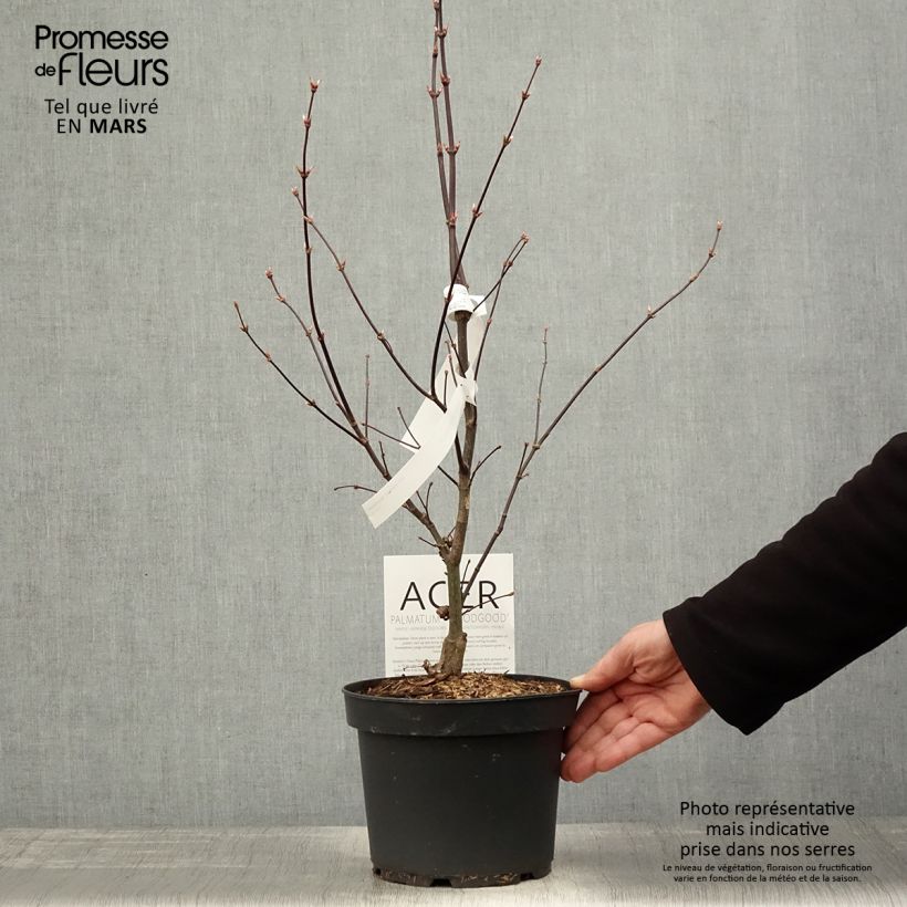 Exemplar von Fächerahorn Bloodgood - Acer palmatum Topf mit 3L/4L wie im Frühjahr geliefert