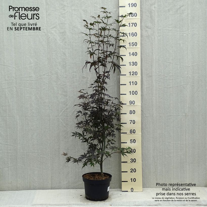 Exemplar von Fächerahorn Bloodgood - Acer palmatum Topf mit 7,5L/10L wie im Herbst geliefert