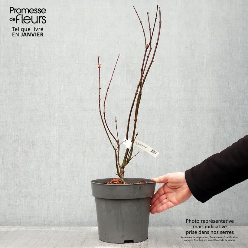 Exemplar von Fächerahorn Brandt’s Dwarf - Acer palmatum Topf mit 4L/5L wie im Winter geliefert