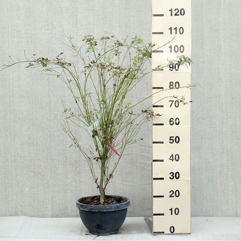 Exemplar von Fächerahorn Butterfly - Acer palmatum Topf mit 7,5L/10L wie im Herbst geliefert