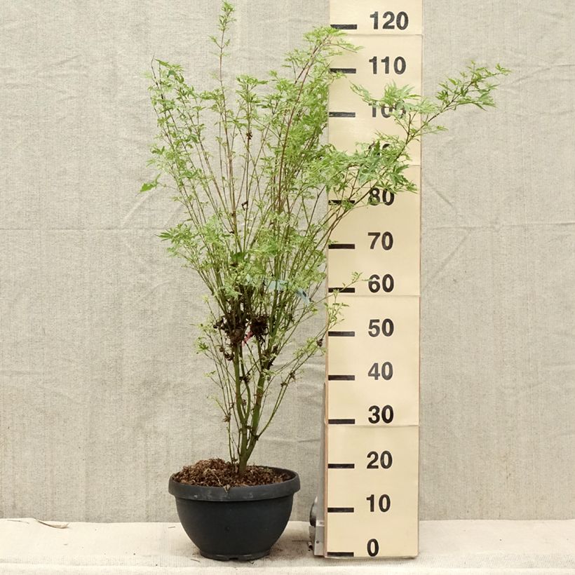 Exemplar von Fächerahorn Butterfly - Acer palmatum Topf mit 7,5L/10L wie im Frühjahr geliefert