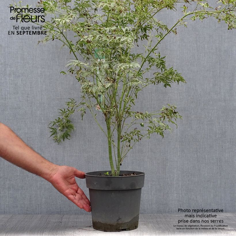 Exemplar von Fächerahorn Butterfly - Acer palmatum Topf mit 4L/5L wie im Herbst geliefert