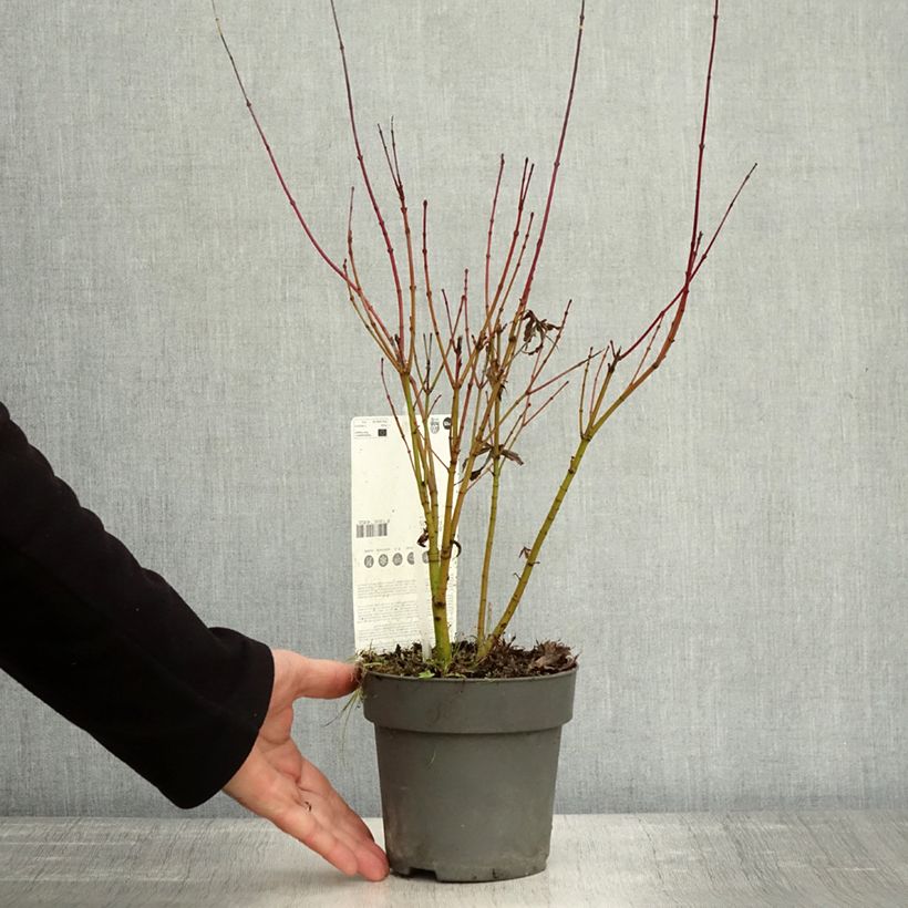 Exemplar von Fächerahorn Butterfly - Acer palmatum Topf mit 1L/1,5L wie im Herbst geliefert