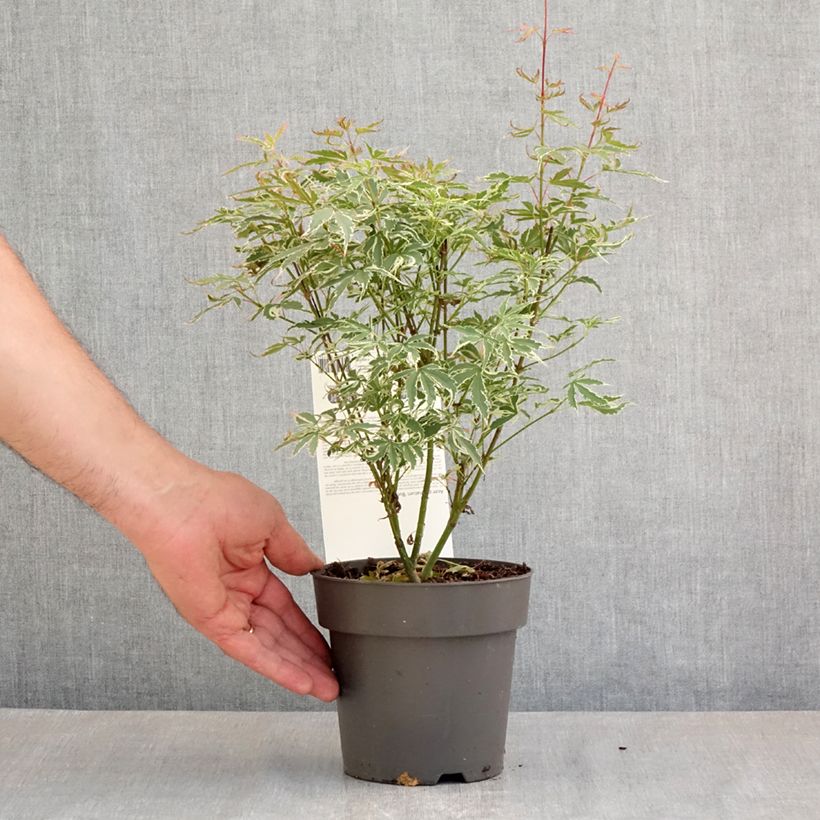 Exemplar von Fächerahorn Butterfly - Acer palmatum Topf mit 1L/1,5L wie im Frühjahr geliefert