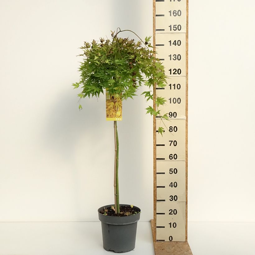 Exemplar von Fächerahorn  Cascade Citrine - Acer palmatum Topf mit 12L/15L wie im Sommer geliefert