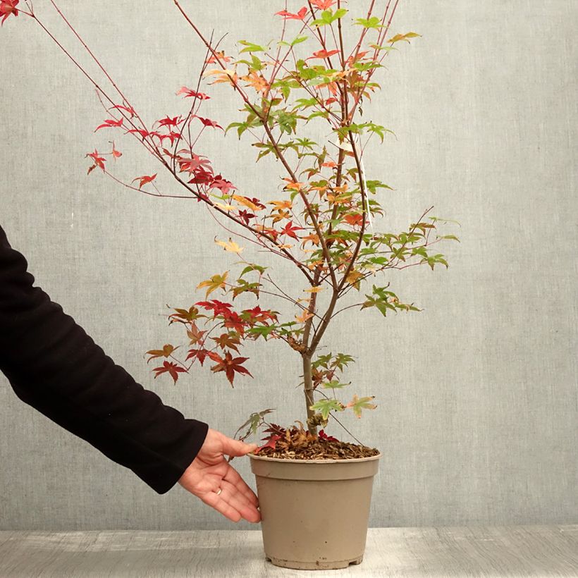 Exemplar von Fächerahorn Deshojo - Acer palmatum Topf mit 4L/5L wie im Herbst geliefert