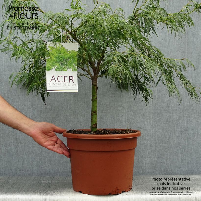 Exemplar von Fächerahorn Dissectum - Acer palmatum Topf mit 7,5L/10L wie im Herbst geliefert