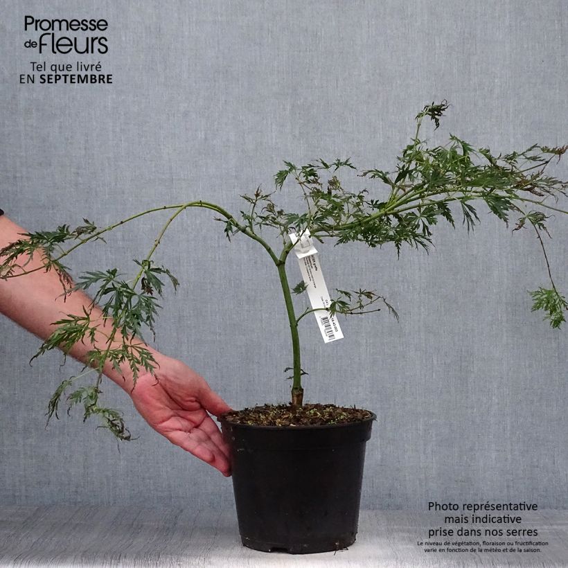 Exemplar von Fächerahorn Dissectum - Acer palmatum Topf mit 3L/4L wie im Herbst geliefert