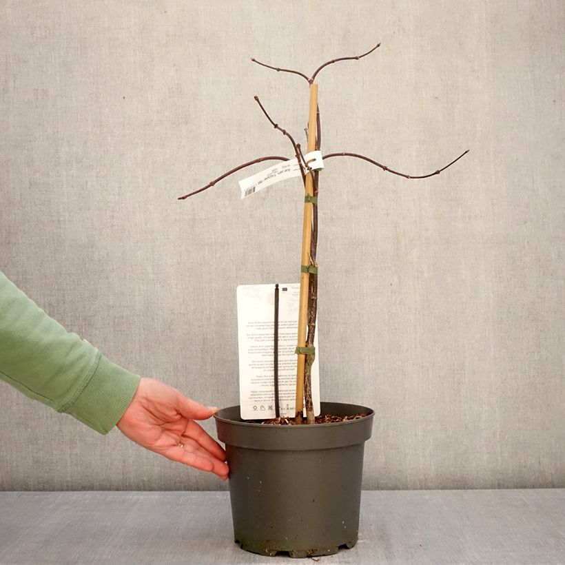 Exemplar von Fächerahorn Firecracker - Acer palmatum Topf mit 4L/5L wie im Winter geliefert